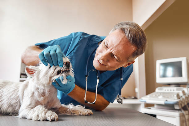 Best 24-Hour Emergency Dental Care in Thorntown, IN